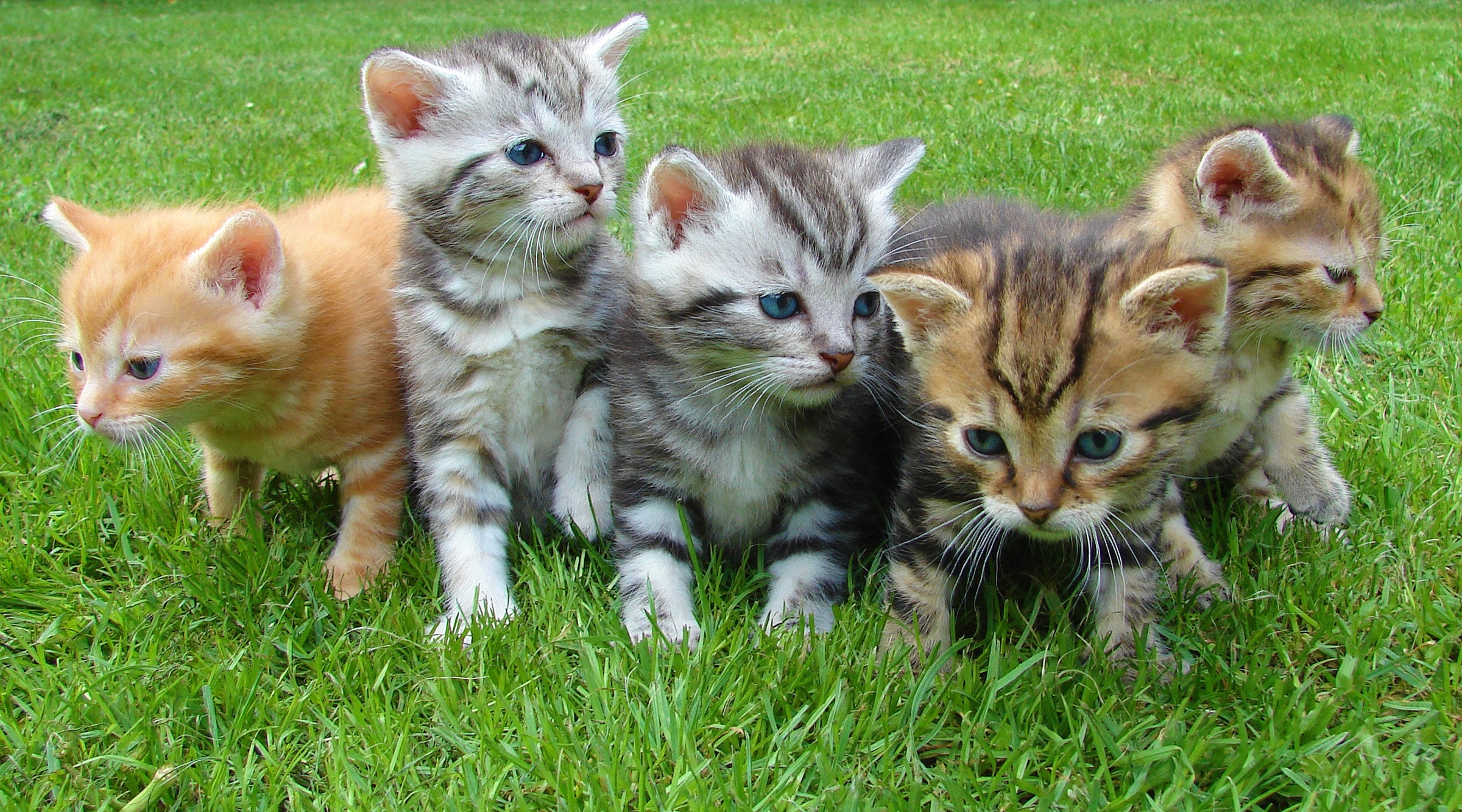 Kittens in Grass