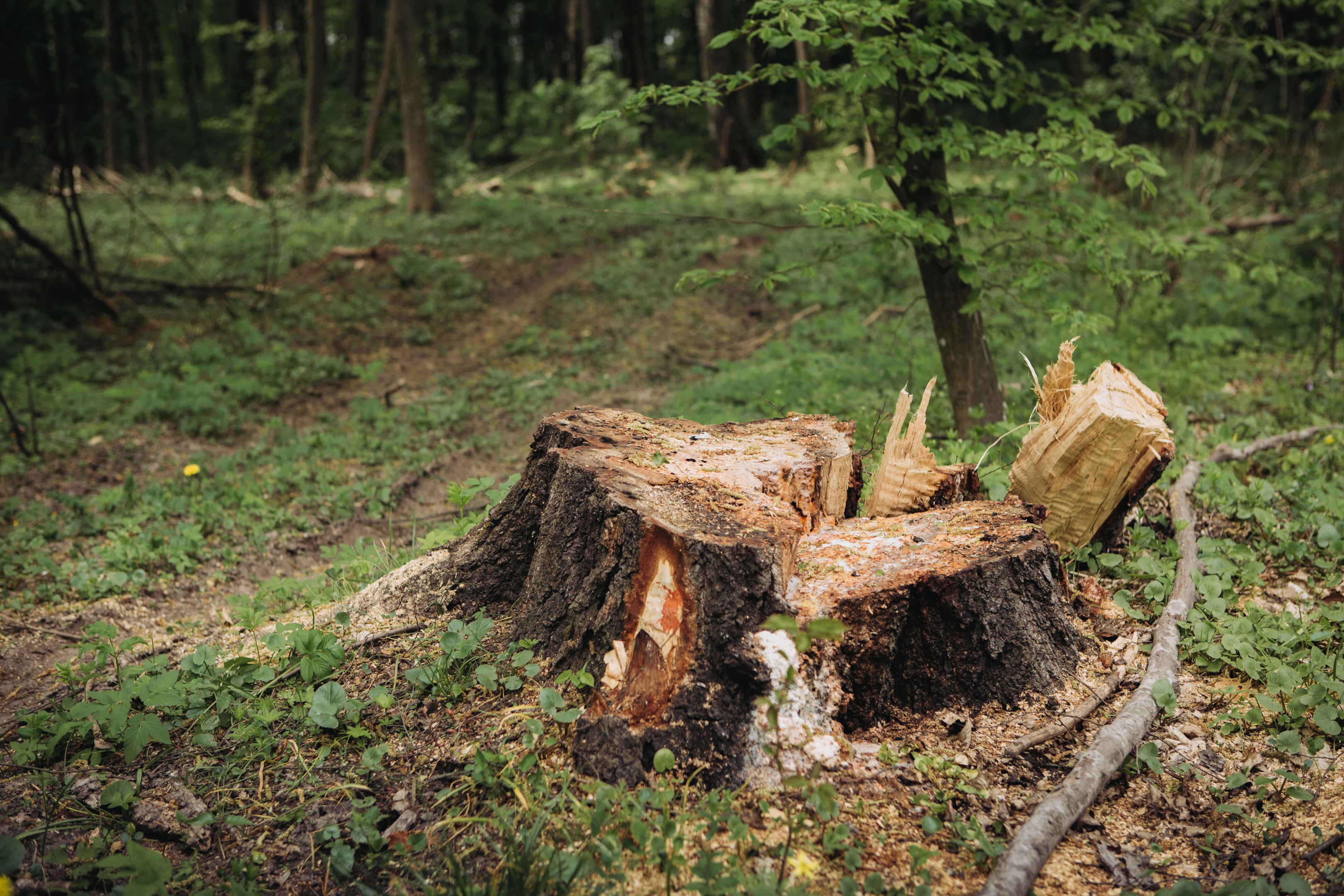 A rotting driftwood can ruin your landscape