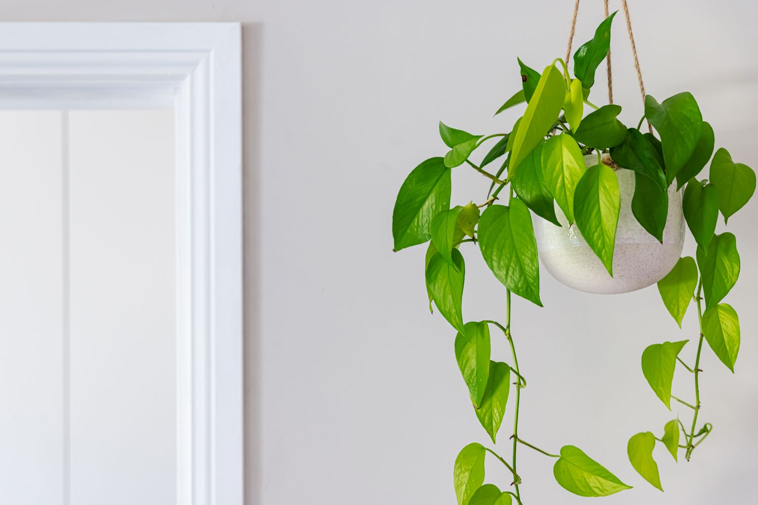 hanging plants