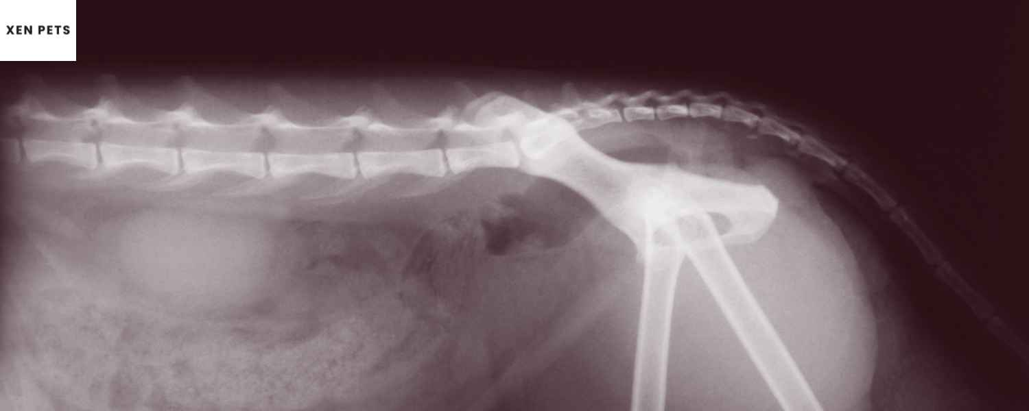 Spinal arthritis dogs xray