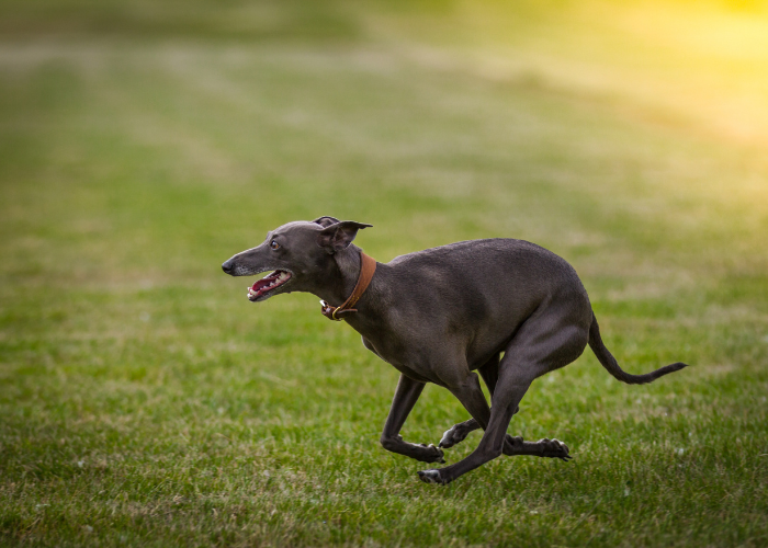 Image of a dog breed with longer back legs than front, showing types of exercises