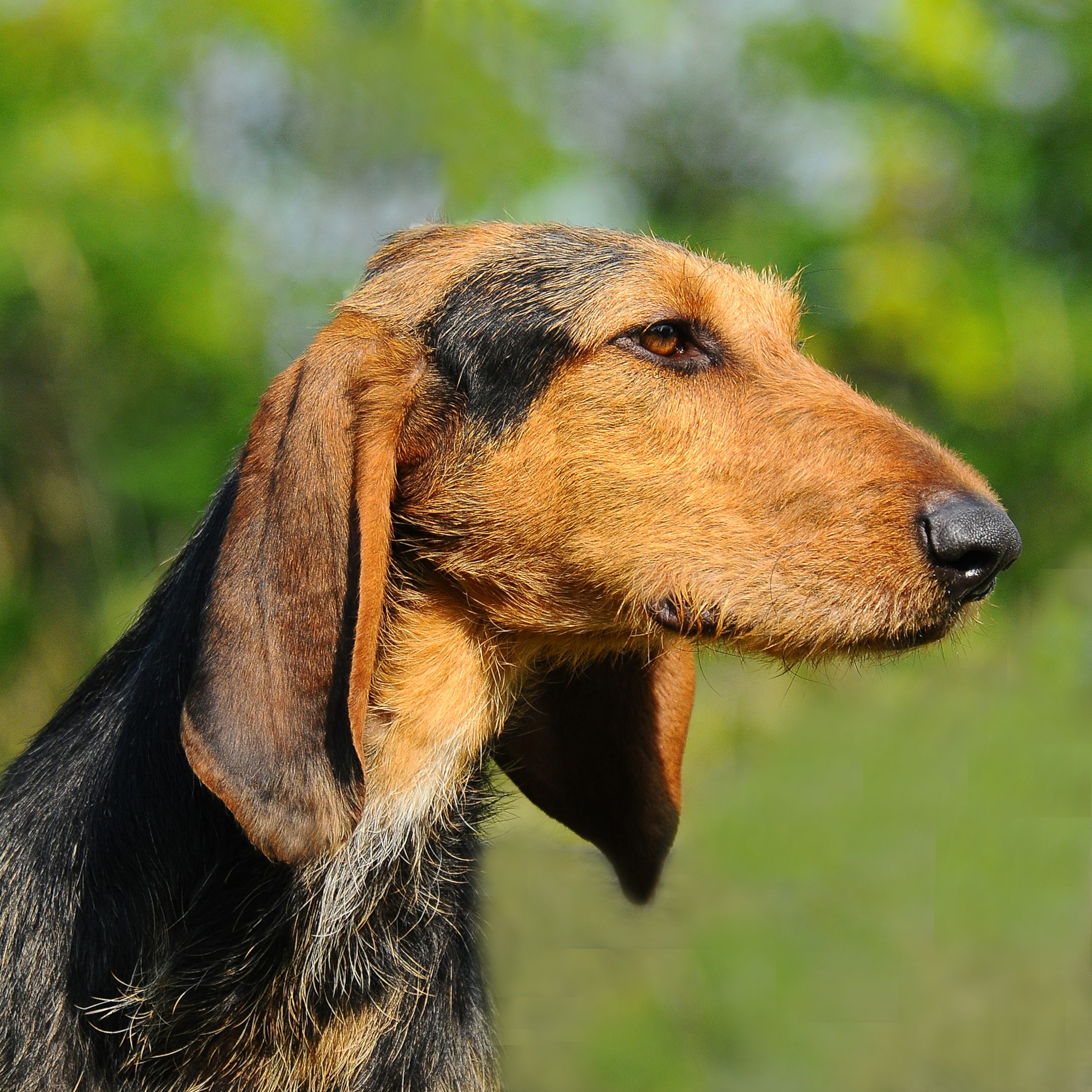 Close up faceview of a black and tan Segugio Italiano