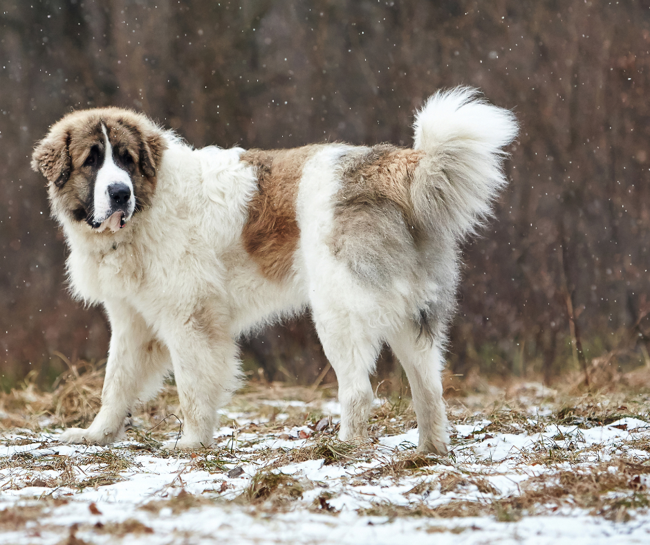 A sideview of a Pyrenean Mastiff looking backwards