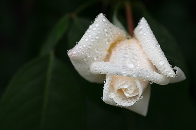 grief, white rose, beautiful flowers