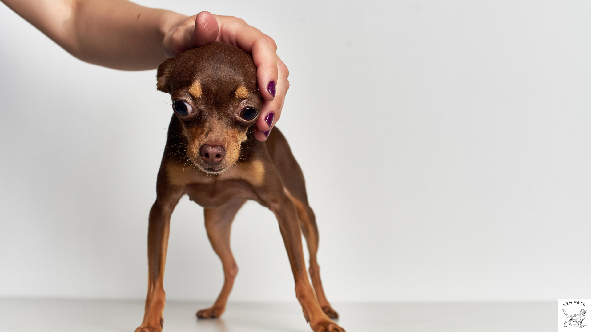 My Dog Is Acting Strange: Understanding and Addressing Flinching