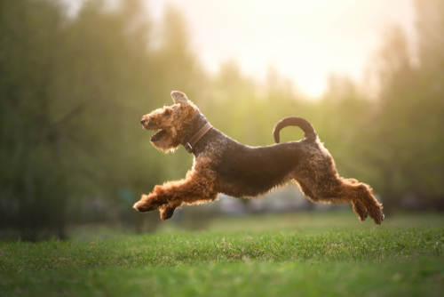 A Welsh Terrier leaping through the air
