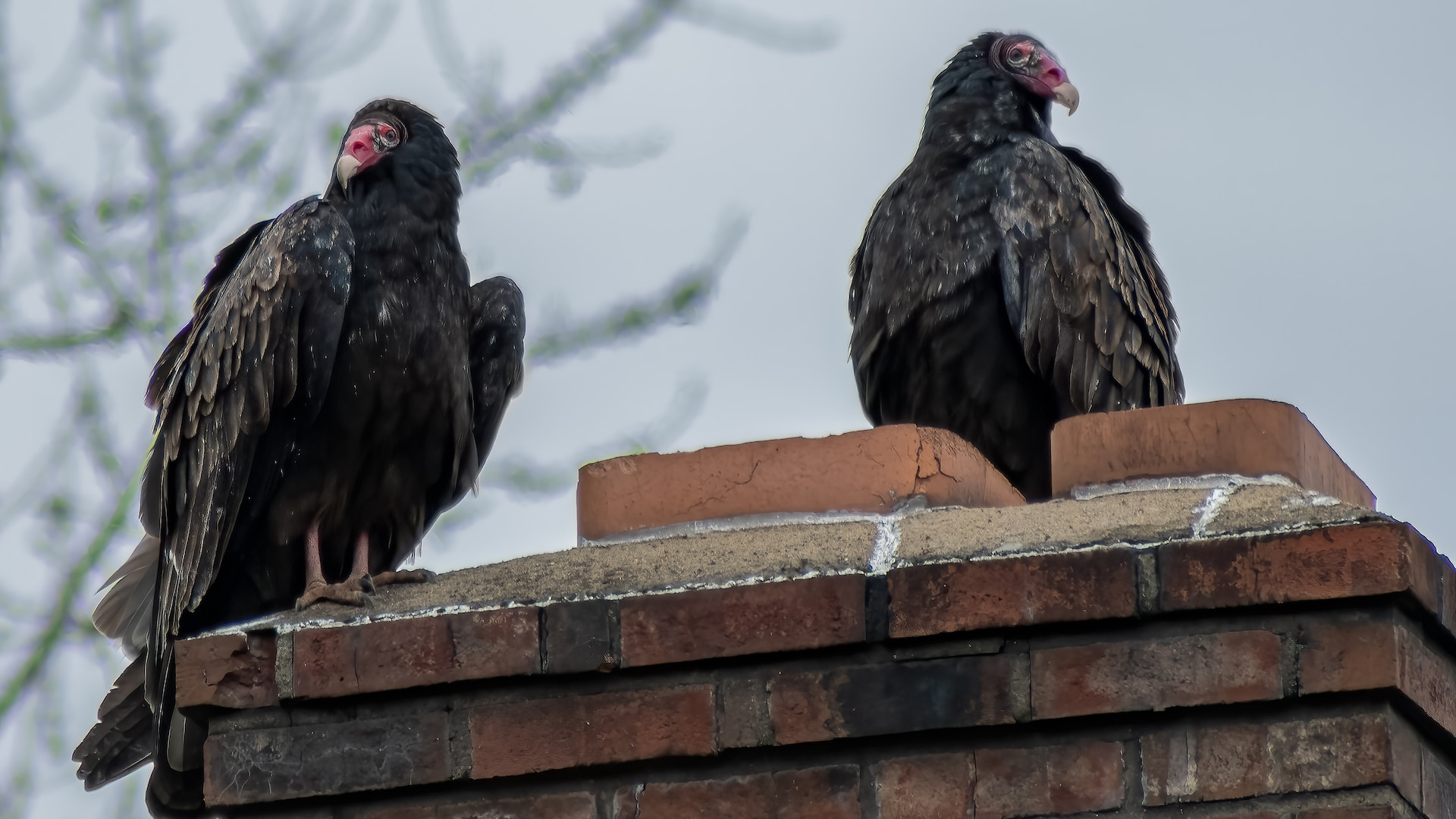 are turkey vultures dangerous to humans