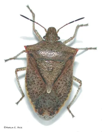 A close-up image of a stink bug on a white background.