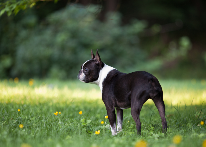 An adorable Boston Terrier with record-breaking eyes, one of the dog breeds with big eyes