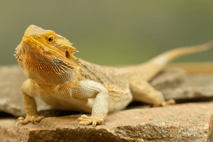 bearded dragons eating bees