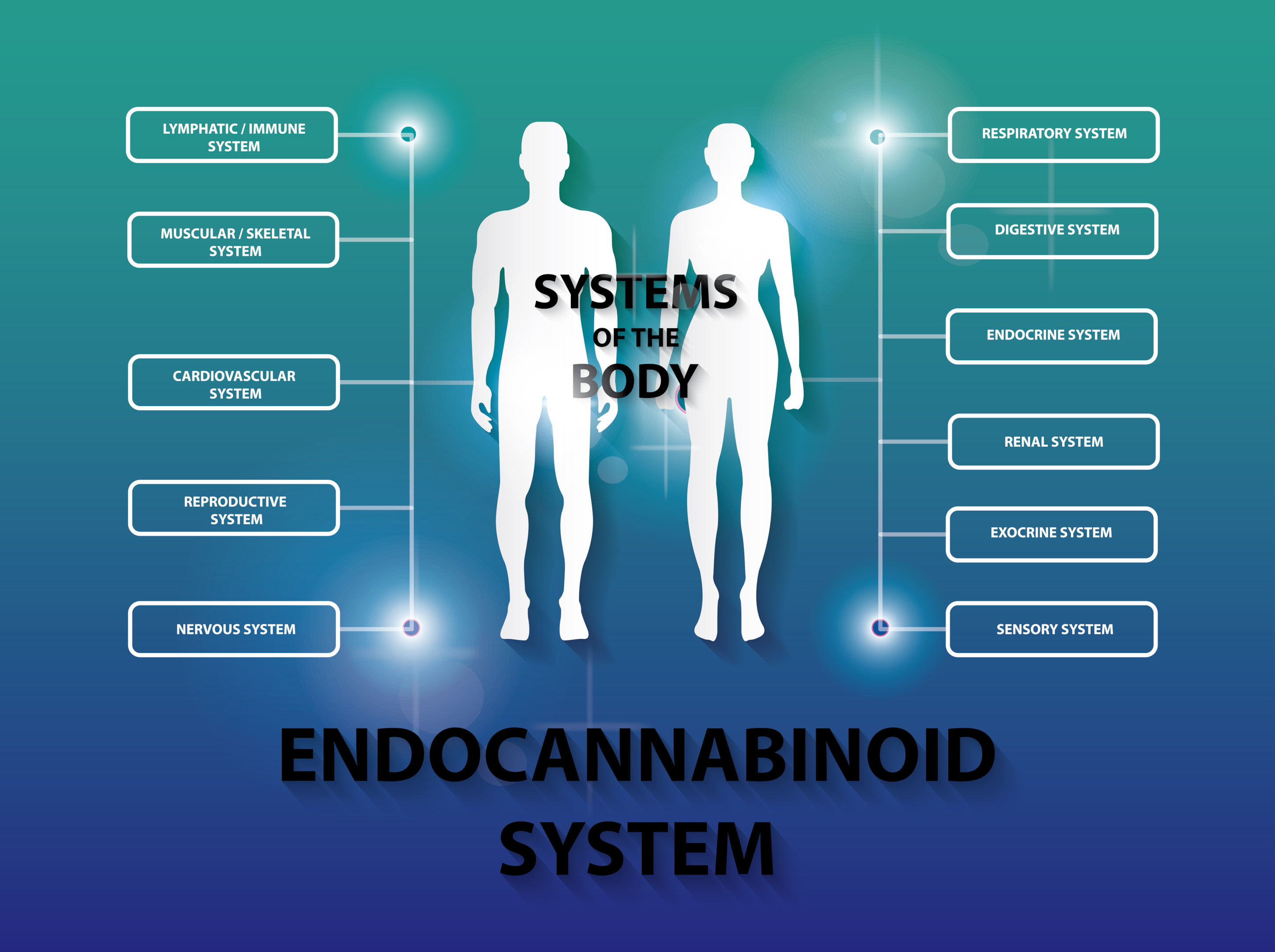 The ECS helps maintain homeostasis in the body, and things like delta 6a10a THC or delta 10, delta 8, delta 9, or other delta derivatives in product types like carts or disposable vape can help deliver to the body.