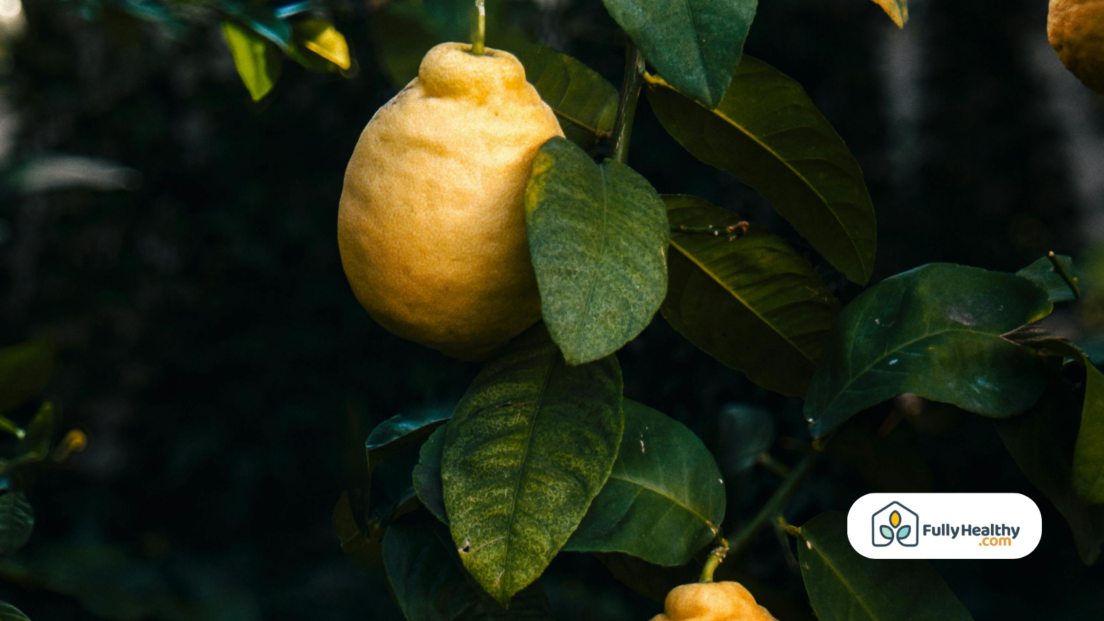 ripe lemon on tree branch do lemons need to be refrigerated