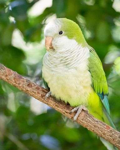 how much does a quaker parrot cost