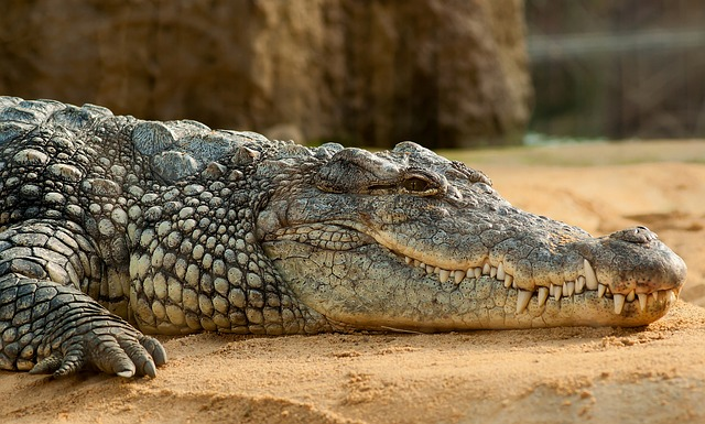 nile crocodile, animal, zoo