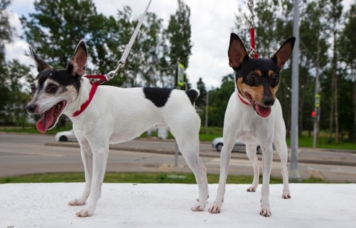 Two Toy Fox Terriers on a walk near a park