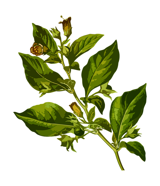 belladonna, deadly, herbal