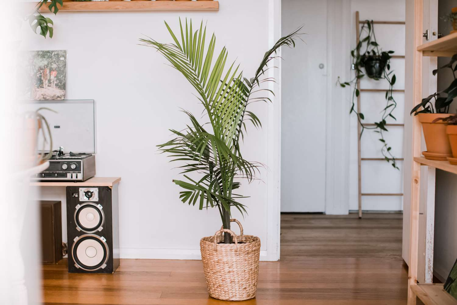 indoor majesty palm, majesty palm plant