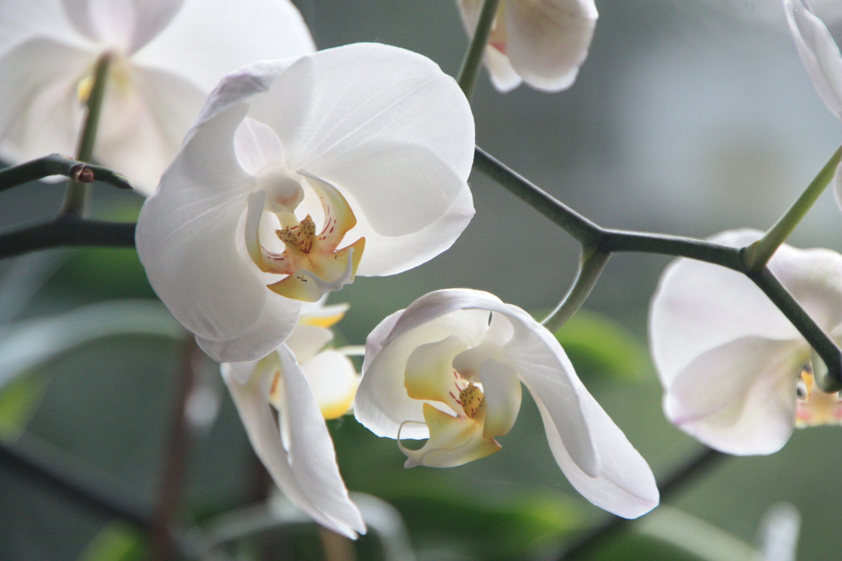 orquídea blanca