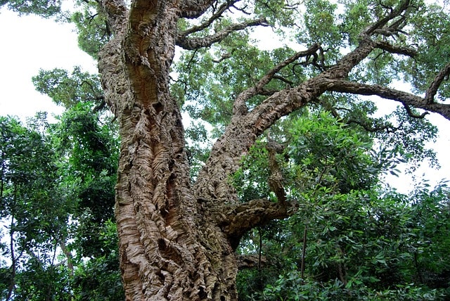 cork, cork oak, tree, cork, cork, cork, cork, cork oak, cork oak, nature, cork oak, cork oak, cork oak