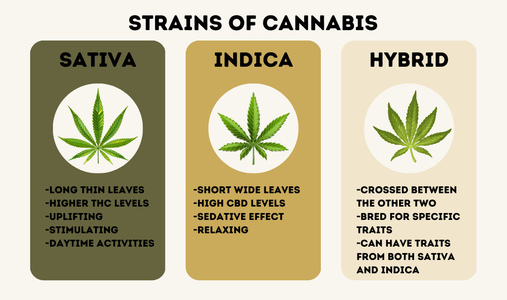 , Indica Vs Sativa Vs Hybrid: The Differences You Need to Know