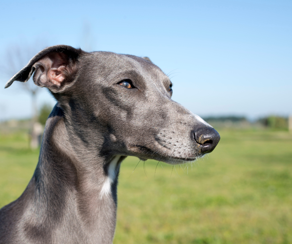 A side face view of the Whippet Dog