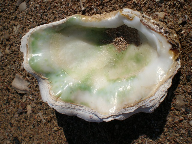 shell, mother of pearl, sea animals