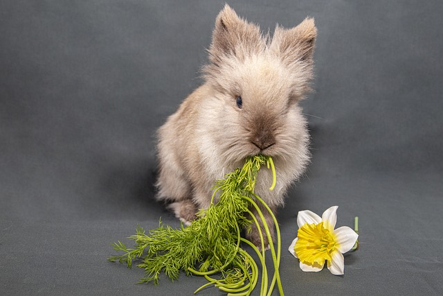 new pet rabbit eating herbs and flowers