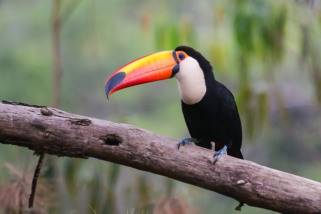 toco toucan, toucan, Birds that start with T
