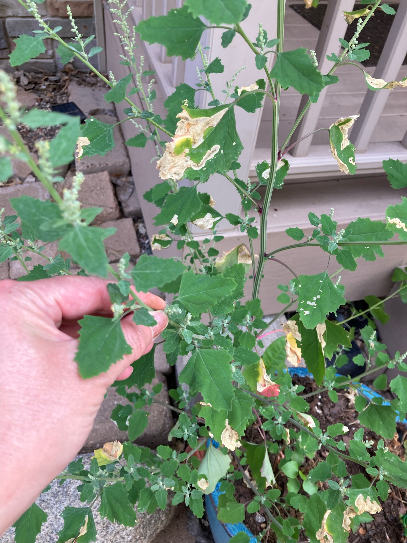 An image showing hands harvesting fresh lambs quarters from a garden bed.