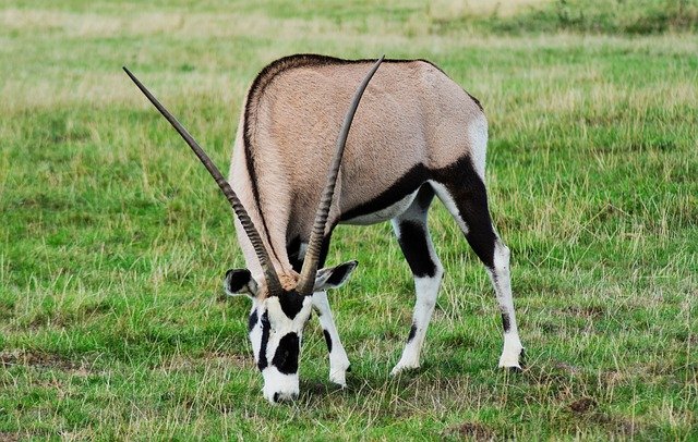 oryx, gazelle, gemsbok