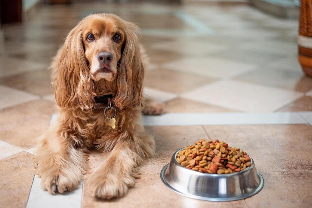 Understanding Dog Food Labels