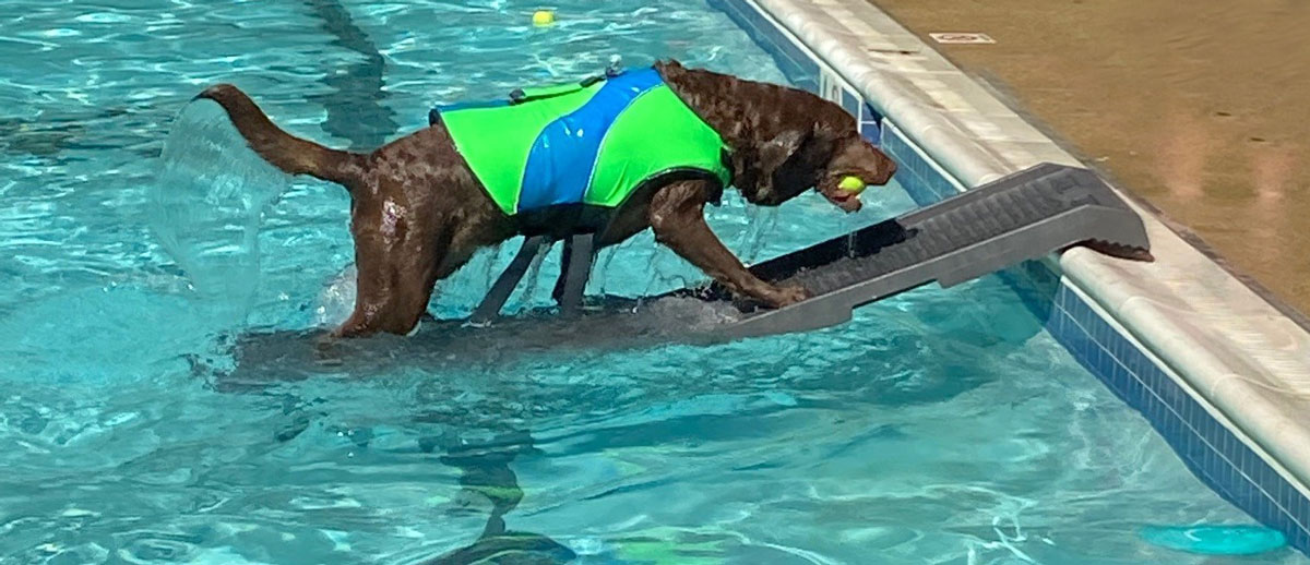 life jackets, stay afloat, flotation device, dog swimming