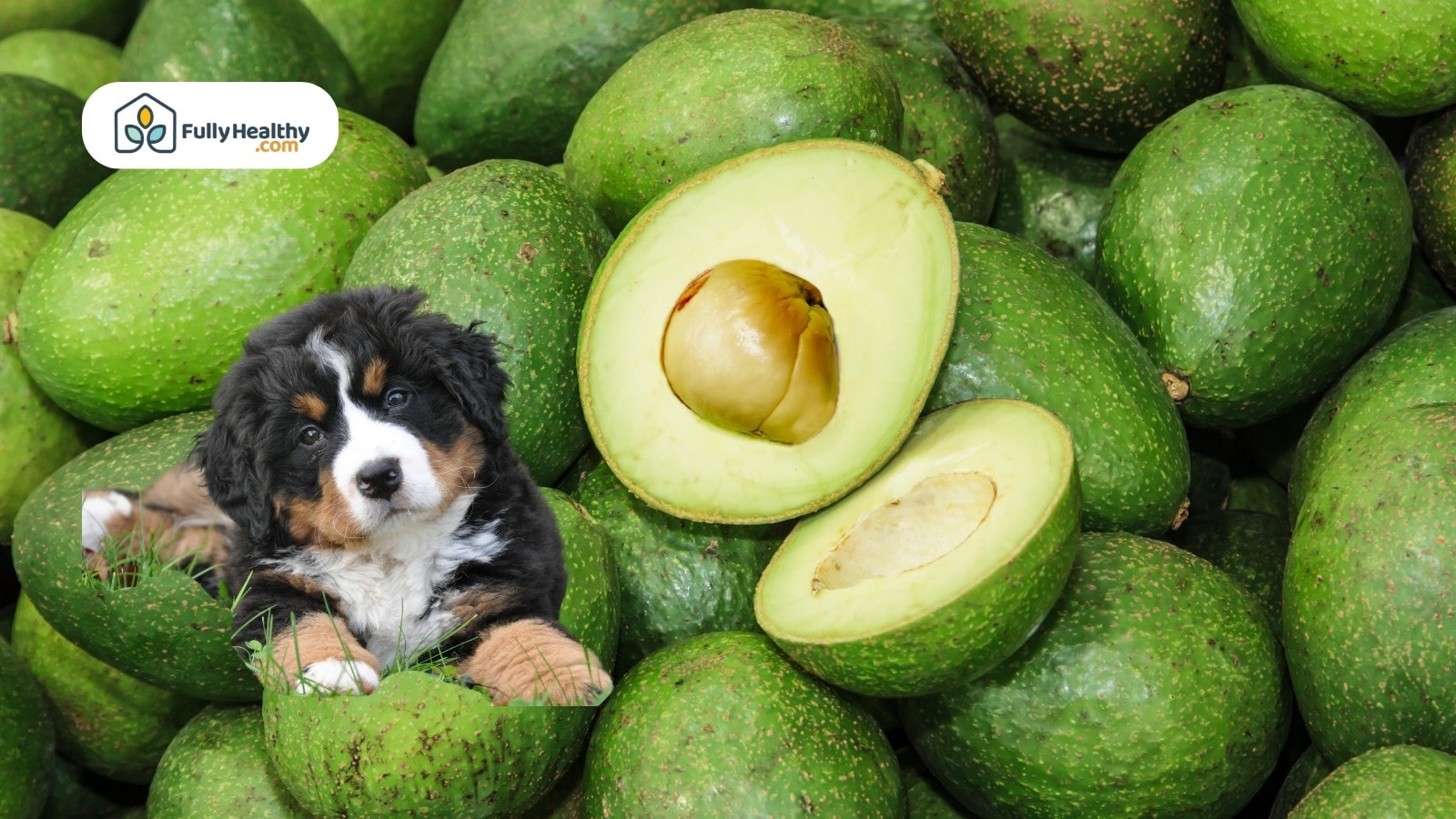 Pile of avocados with halved fruit and cute puppy