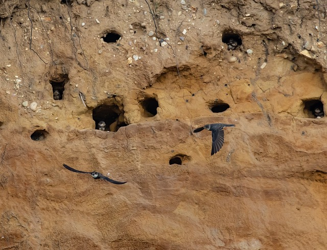 sand martins, Birds that start with S