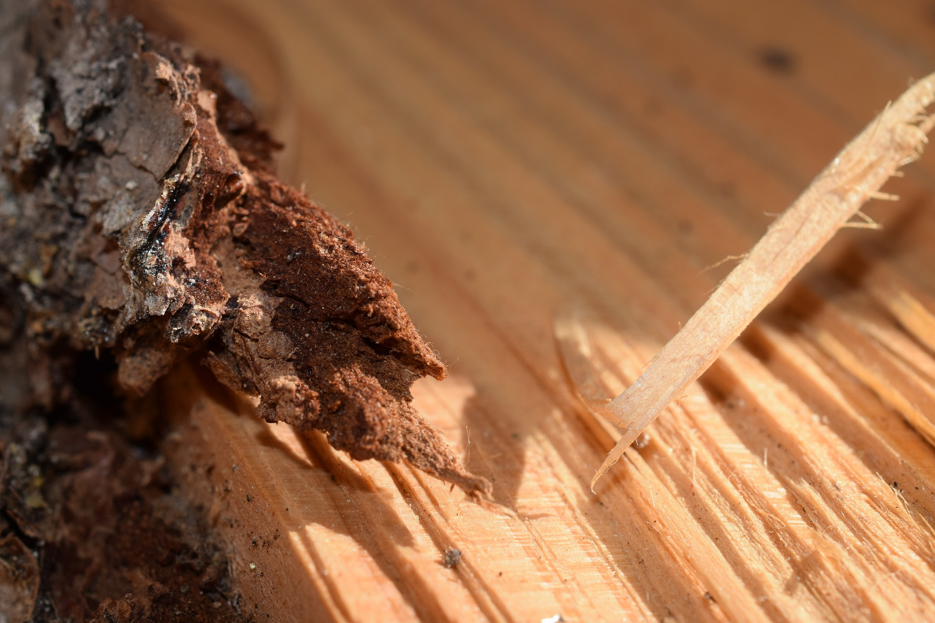 How To Get Rid of Woodworm