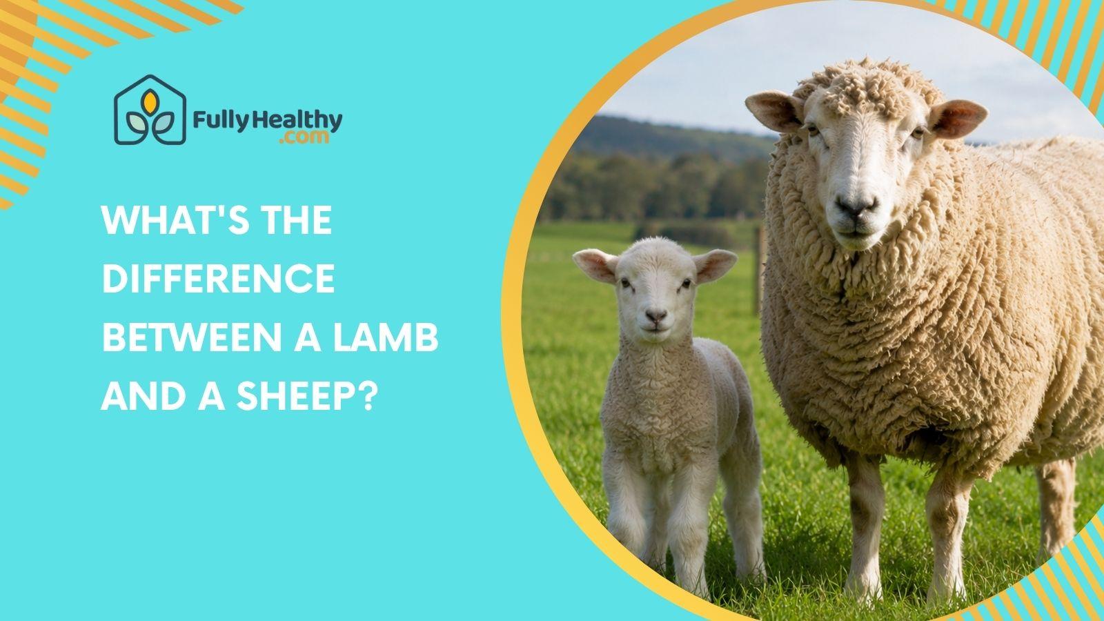 What's The Difference Between A Lamb And A Sheep?