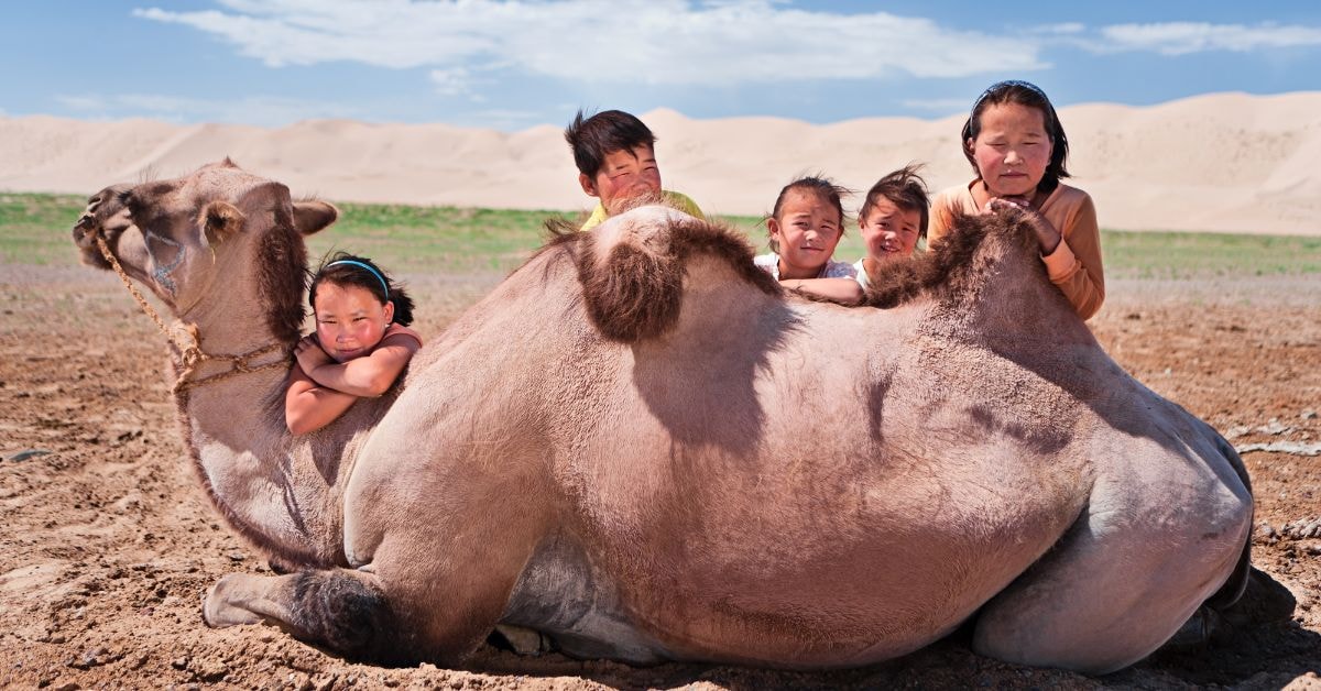 Mongolian Custom: Kids with a camel in gobi desert