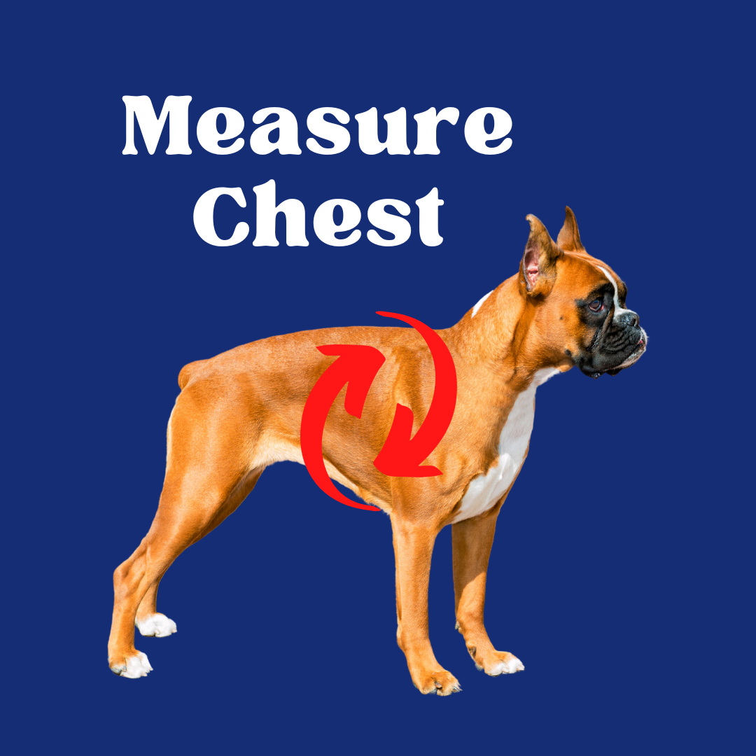 The correct way to get your puppy used to wearing a harness DailyBark