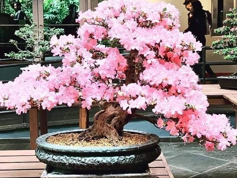 Cherry blossoms require soil that promotes their flowering phase while also providing sufficient drainage.