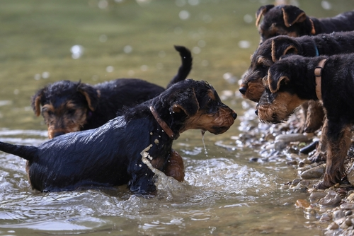 A litter of Welshie Terriers playing in the water