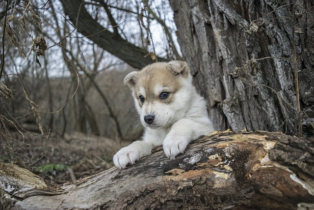 dog, friend, puppy