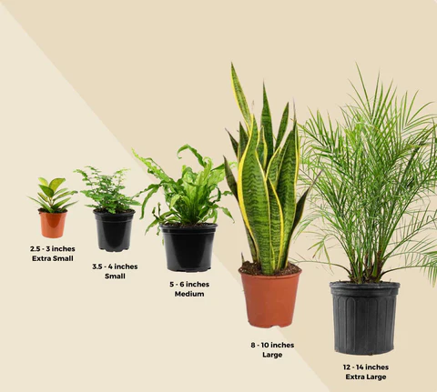 Indoor Plant Pot Size