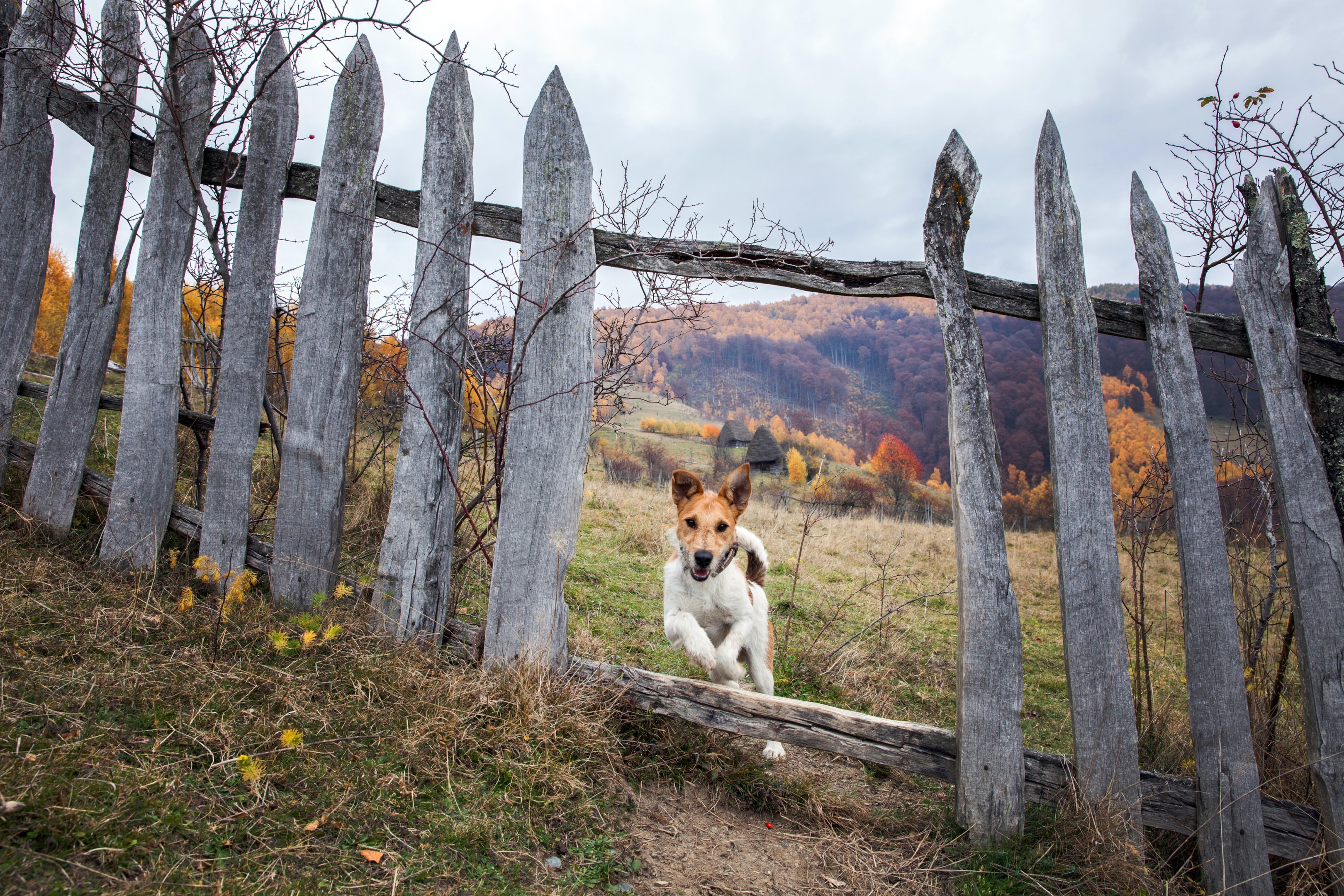 a healthy Smooth Fox Terrier leaving through a fence gap