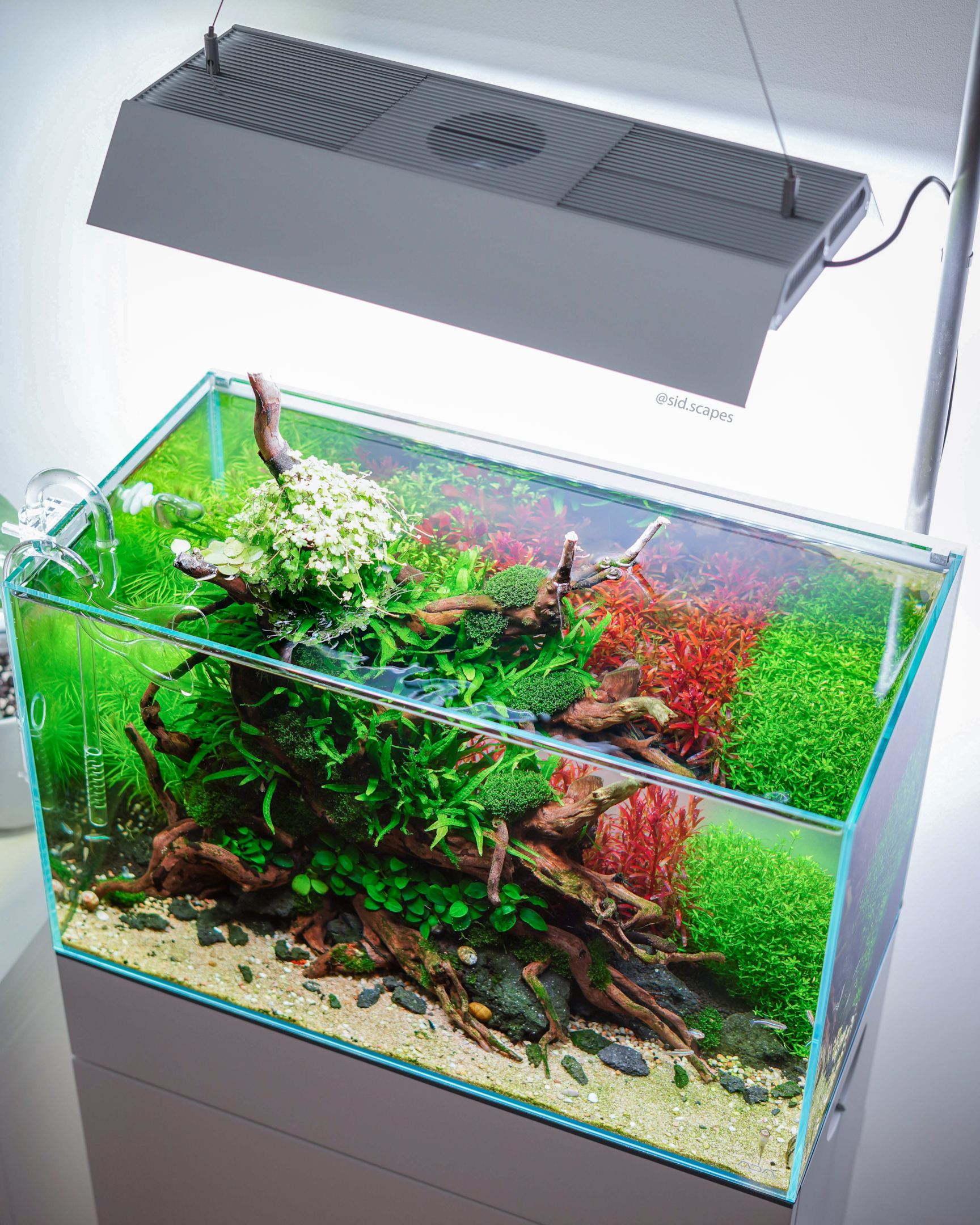 Low Tech vs High Tech Planted Aquarium