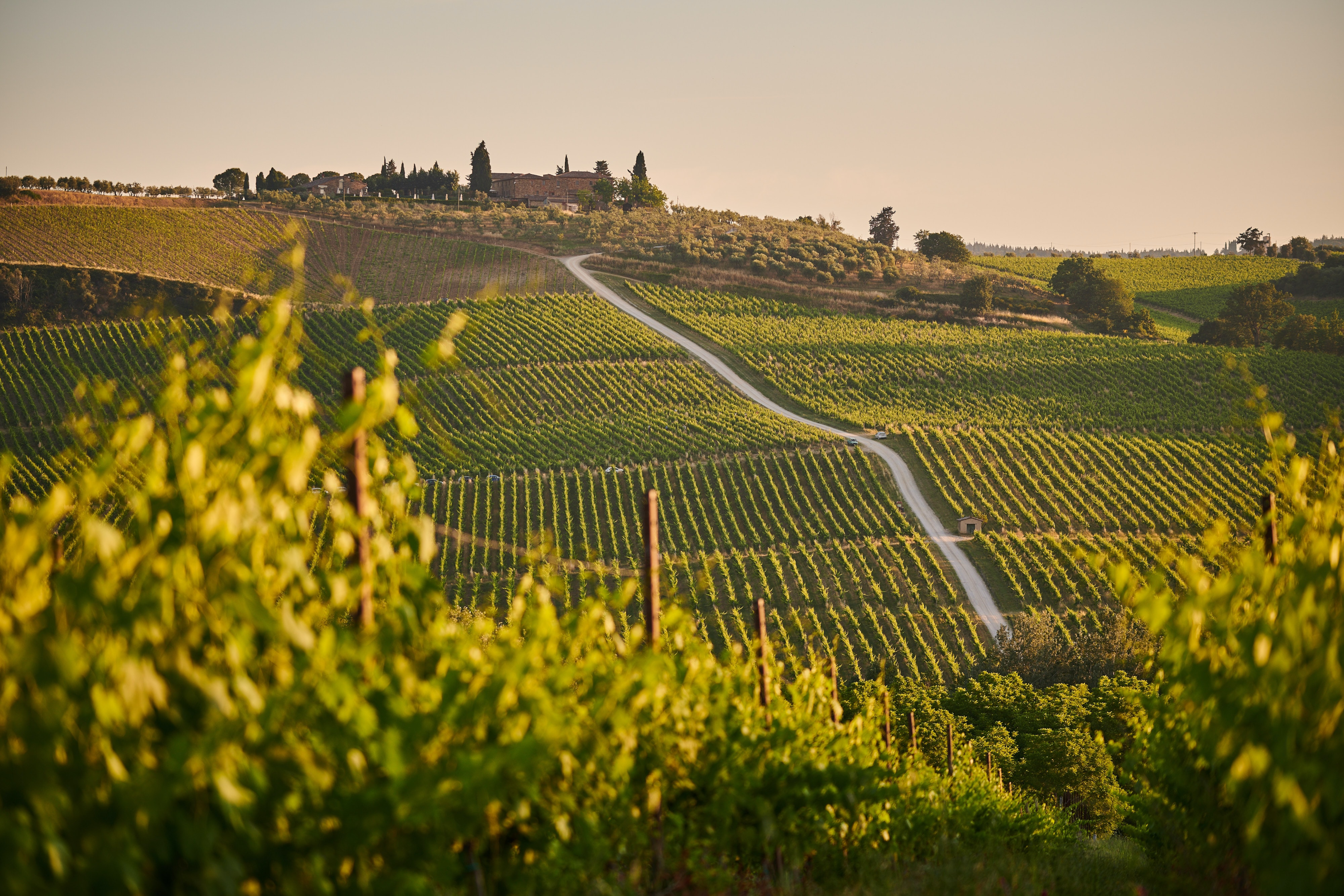 ALT: green vineyards during day time. | IMG LINK: https://images.unsplash.com/photo-1596142332133-327e2a0ff006?ixlib=rb-1.2.1&ixid=MnwxMjA3fDB8MHxwaG90by1wYWdlfHx8fGVufDB8fHx8&auto=format&fit=crop&w=870&q=80