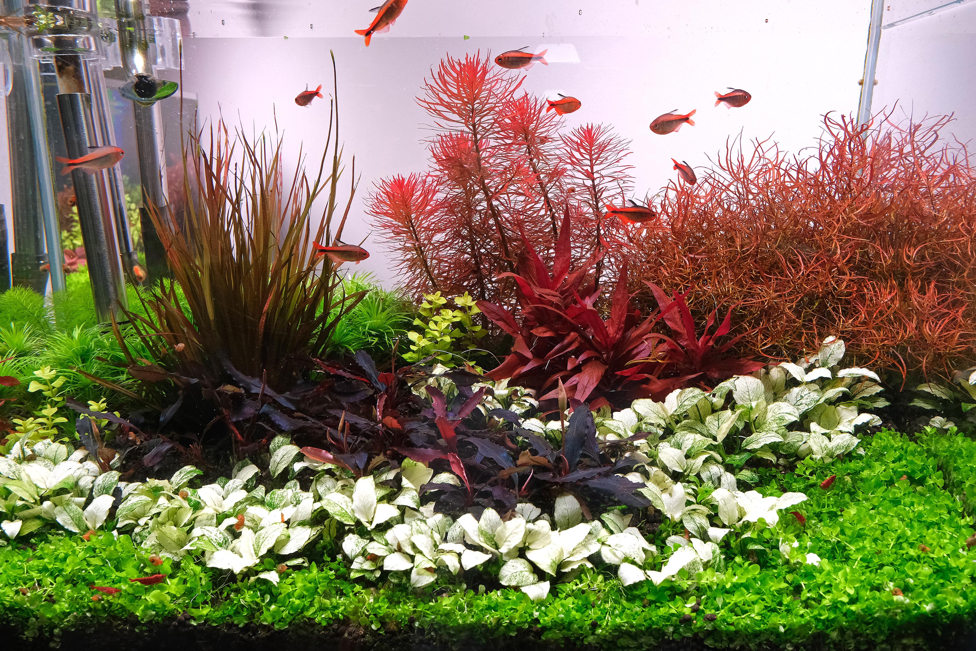 Anubias petite 'white', Bucephalandra brownie ghost in strongly lit planted tank, Ludwigia pantanal and Ludwigia arcuata in the background