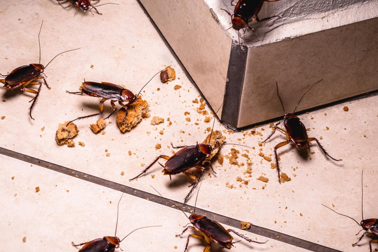 Cinnamon and Roaches Unraveling the Myth of Roach Attraction