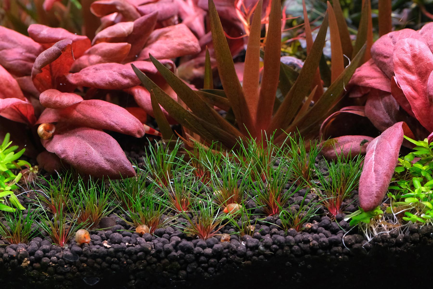 Close up of Centrolepis drummondiana (blood vomit) against Xyris and Lysimachia parvifolia (Samolus parviflorus red)