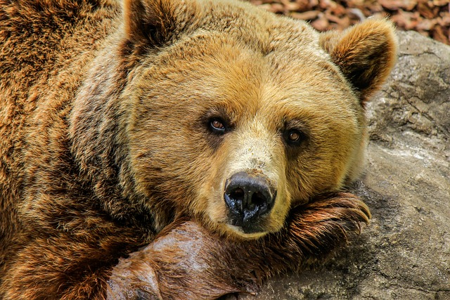 bear, grizzly bear, brown bear