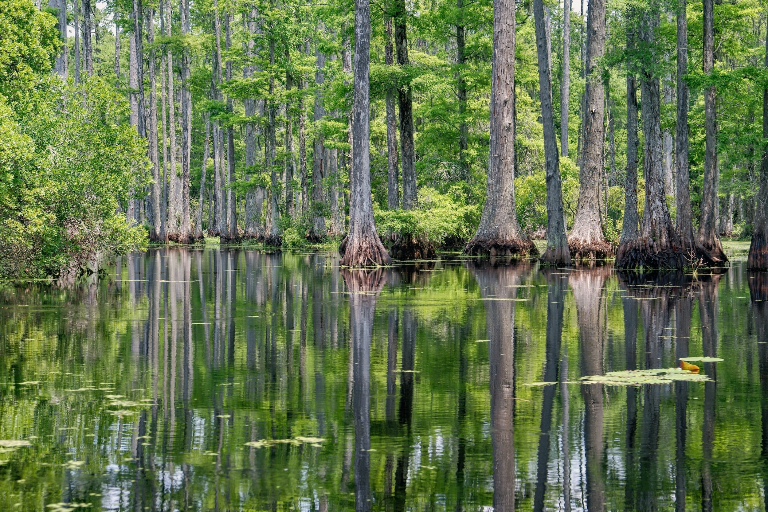 Wetland Conservation